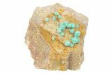 Clearance Lot: Sparkling Rosasite & Galena Clusters - Pieces #291995-2